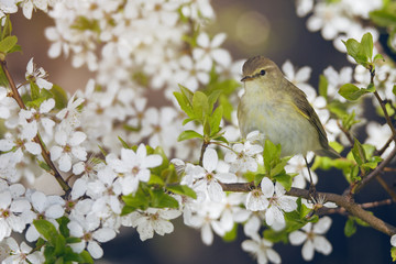 Bird chifchaff on flowering plum tree branch in spring