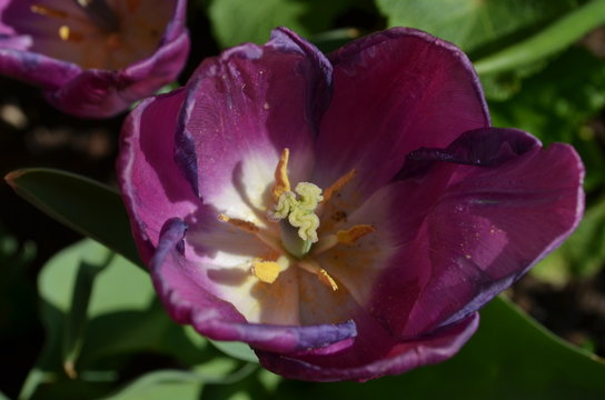Stigma of a purple tulip in spring