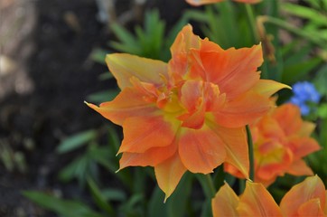 orange wild tulips in a garden