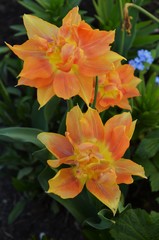 wild orange tulips in vertical format