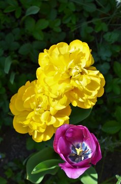yellow filled tupils and purple tupil