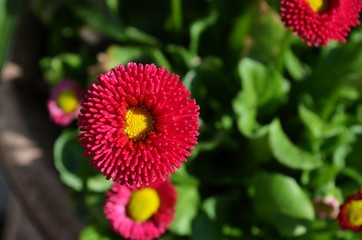 Red and pink English daisies in a garden