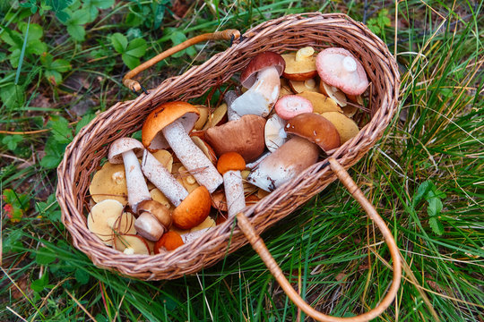 Basket with freshly picked forest mushrooms, stands on the grass