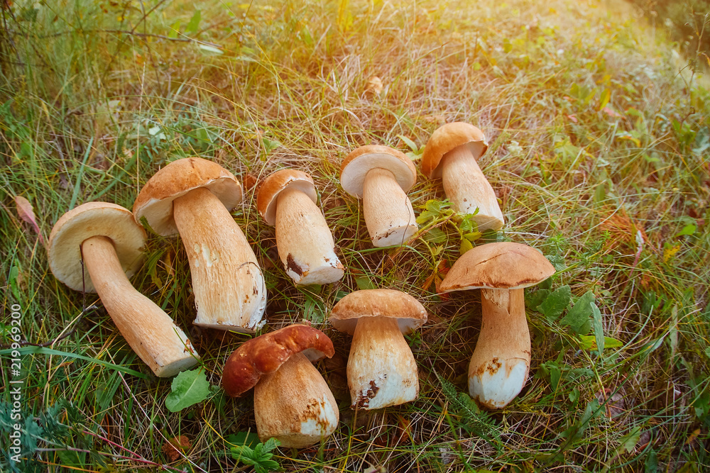 Poster bunch of fresh edible forest mushrooms of boletus leccinum aura