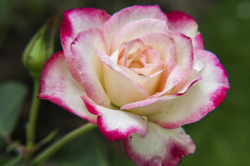 Pink and white roses in the garden / Tropical Rose Garden 