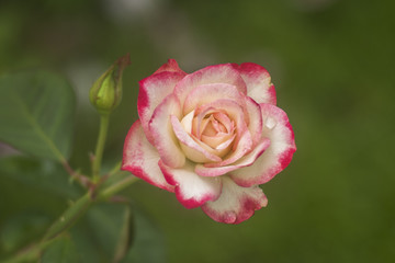 Pink and white roses in the garden / Tropical Rose Garden 