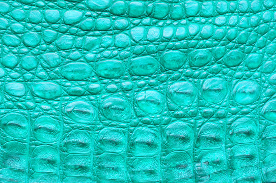 Background of crocodile skin, turquoise color.