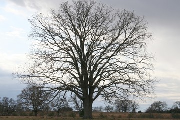 Fototapeta na wymiar Alone and Naked, Tree Series