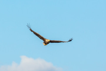 White-Tailed eagle flying in the sky