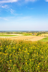 Tansy blooming and views of the rural landscape