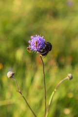 Hoverflies and a bumblebee on a Jasione montana flower