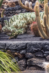 Kakteen auf einer Stufe