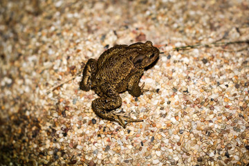 Kröte, Frosch, Amphibie