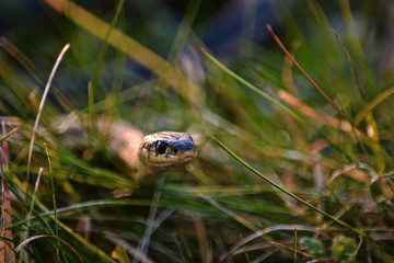 Garter Snake  in the Grass at Sunset
