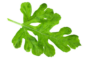 Watermelon leaf closeup
