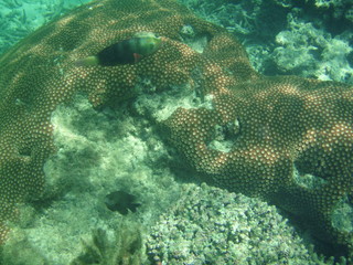 In the Deep
