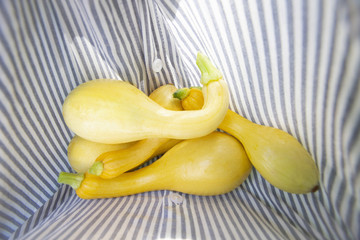 Squash in striped shirt