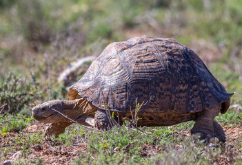 Obraz premium Leopard tortoise feeds in the grass in the Addo Elephant National Park in the Eastern Cape province of South Africa