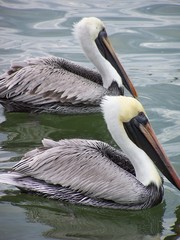 Two Pelicans