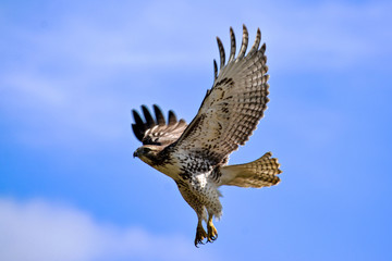 Hawk in Flight in front of a Blue Sky