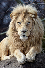 Male White Lion Looking at you while Lying on a Rock