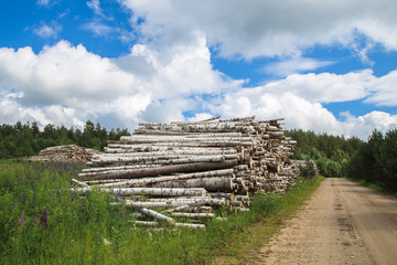 Fototapeta na wymiar Harvesting of wood in the countryside in the summer season
