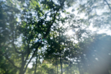 Defocused Green leaves in forest with sun beam ,abstract bokeh background.