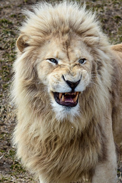 White Lion Snarling