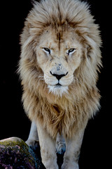 Male White Lion Looking at you