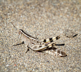 Grashüpfer, Grille auf kargen Boden 
