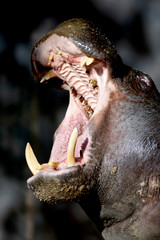 Pygmy Hippopotamus Yawning