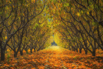 Şeftali Bah&ccedil;esi