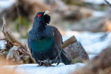 Capercaillie male display