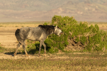 Wild Horse with a Funny Expression