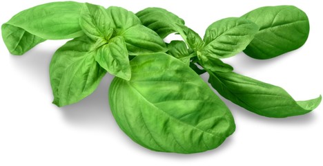 Fresh basil
