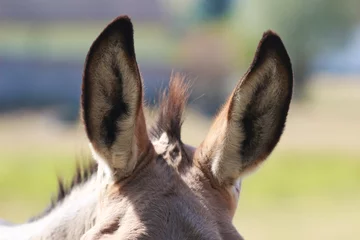 Afwasbaar Fotobehang Ezel oren van een ezel