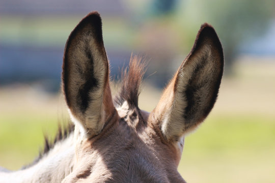 ears of a donkey