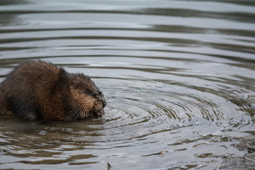 Muskrat Making Ripples in the water