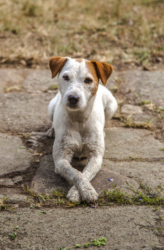 Jack Russell posing for picture