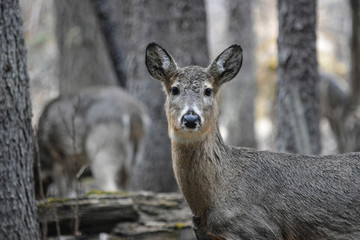 White Tailed Deer Looking at You in a Forest