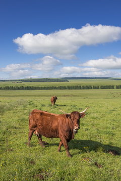 France, South-Western France, mountains of the Cantal, Cezallier pastures between Allanche and Marcenat