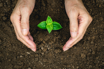 hand of person protection growing young plant on fertile soil for agriculture or save earth,nature concept.