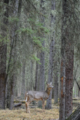 White Tailed Deer in a Forest