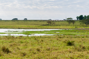 Beautiful image of the Brazilian wetland, region rich in fauna and flora.
