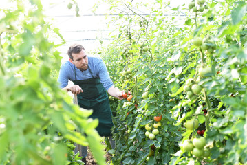 Gärtner im Gewächshaus mit reifen tomaten vor der Ernte für den Verkauf 