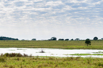 Fototapeta na wymiar Beautiful image of the Brazilian wetland, region rich in fauna and flora.