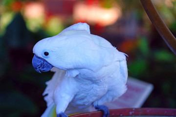 A white umbrella cockatoo bird (cacatua alba)