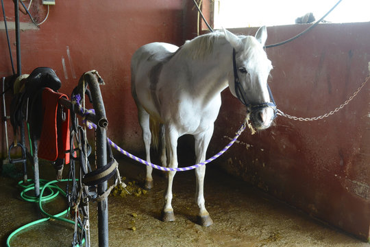 cavallo in un maneggio