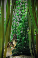 Pair of Seahorses Framed by Seaweed