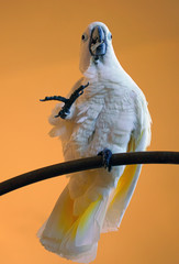 A white umbrella cockatoo bird (cacatua alba)